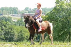 Shetlandský pony
